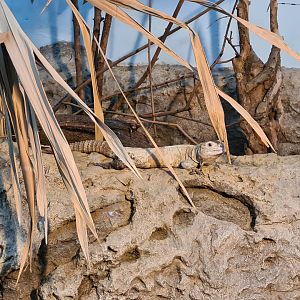 Oceanium - Utila spiny-tailed iguana