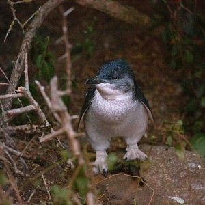 Little Penguin