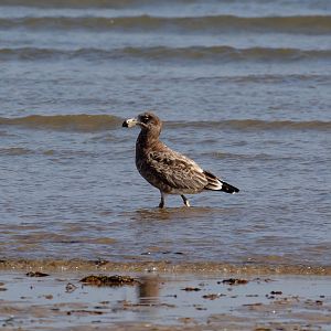 Pacific Gull, immature (first year)