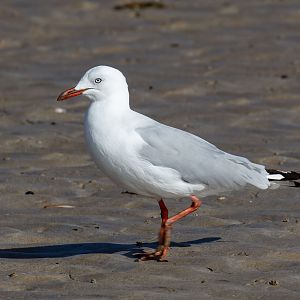 Silver Gull