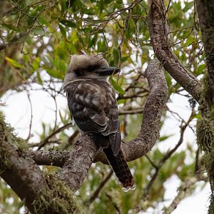 Kookaburra