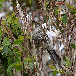 Little Wattlebird
