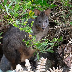 Tasmanian Pademelon