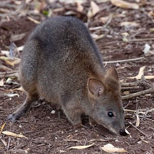 Tasmanian Pademelon