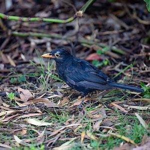 Eurasian Blackbird