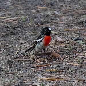 Scarlet Robin