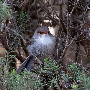 Superb Fairy Wren