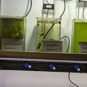 Aquatic Organism Cultures