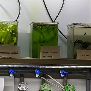 Aquatic Organism Cultures