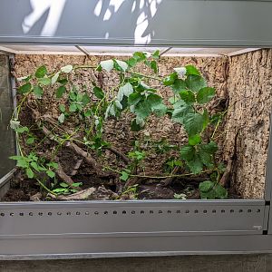 Leaf Insect Tank