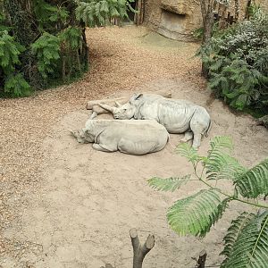 White Rhinos