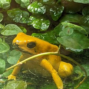 Golden Poison Dart Frog