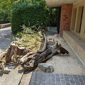 Peafowl Area