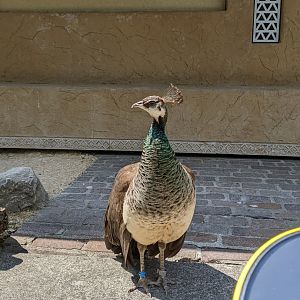 Photogenic Peahen