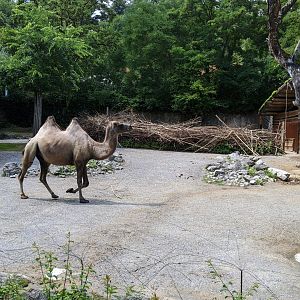 Bactrian Camel