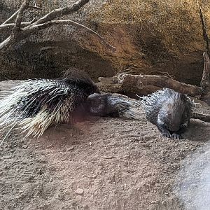Porcupines (with baby)