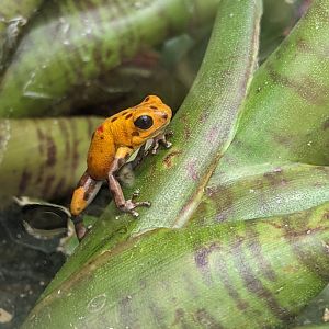Oophaga pumilio bastimentos