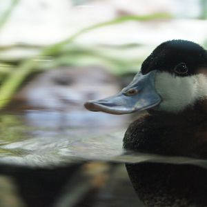 Male Ruddy Duck