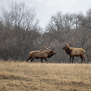 Bull Elk