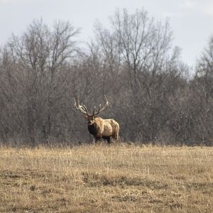 Bull Elk