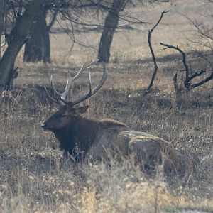 Bull Elk
