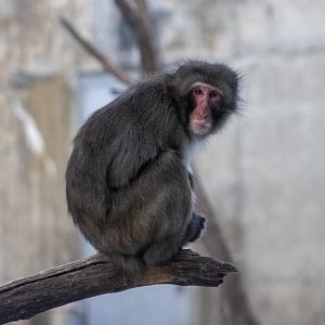 Japanese Macaque