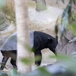 Malayan Tapir