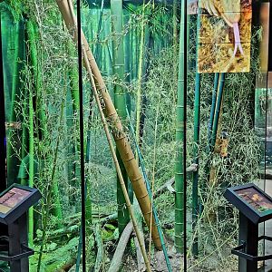 MOLA - King Cobra Exhibit