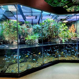 MOLA - African Flooded Forest Exhibit