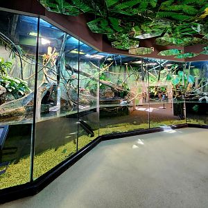 MOLA - Amazon Flooded Forest Exhibit