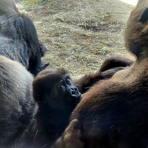 Western Lowland Gorillas (Gorilla gorilla gorilla)