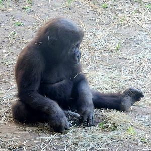 Baby Western Lowland Gorilla (Gorilla gorilla gorilla)