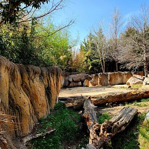 South-Central Black Rhinoceros (Diceros bicornis minor)