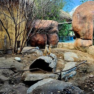 Meerkats (Suricata suricatta)