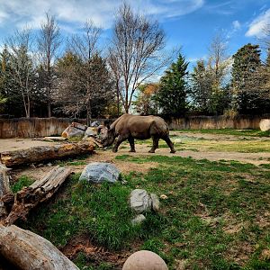 South-Central Black Rhinoceros (Diceros bicornis minor)