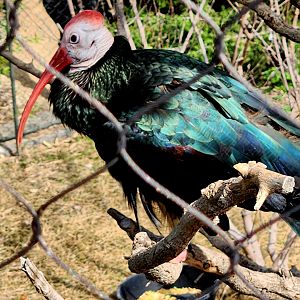 Southern Bald-Ibis (Geronticus calvus)