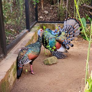 Ocellated Turkeys (Meleagris ocellata)