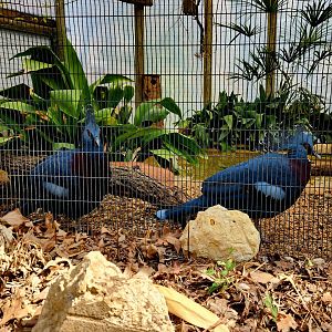 Victoria Crowned Pigeons (Goura victoria)