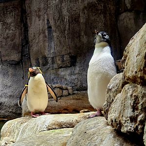 Southern Rockhopper Penguins (Eudyptes chrysocome)