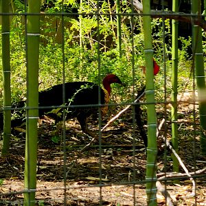 Australian Brushturkey (Alectura lathami)