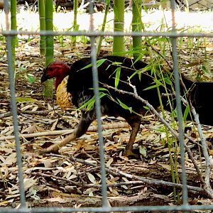 Australian Brushturkey (Alectura lathami)