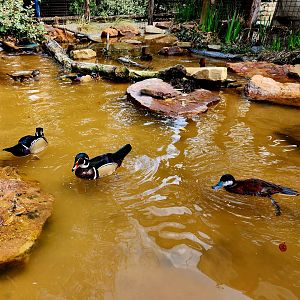 Texas Wild! - Duck Pond