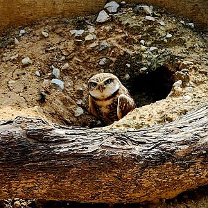 Burrowing Owl (Athene cunicularia)