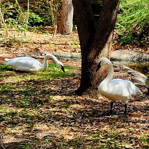 Trumpeter Swans (Cygnus buccinator)