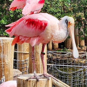 Roseate Spoonbills (Platalea ajaja)