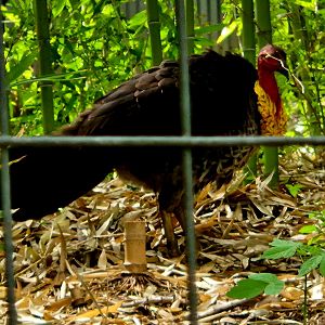Australian Brushturkey (Alectura lathami)