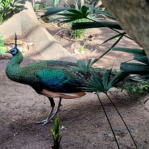 Male Green Peafowl (Pavo muticus)