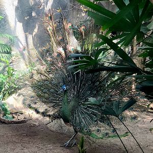 Male Green Peafowl (Pavo muticus)