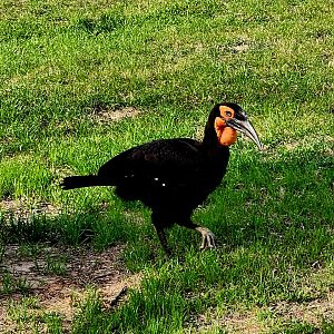 Southern Ground-Hornbill (Bucorvus leadbeateri)