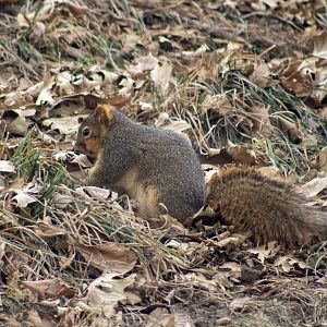 Fox Squirrel - Nebraska